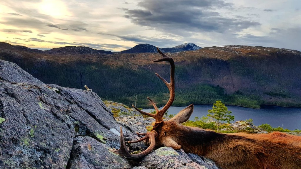 Hjortejakt i Rennsjøen er en uforglemmelig opplevelse!