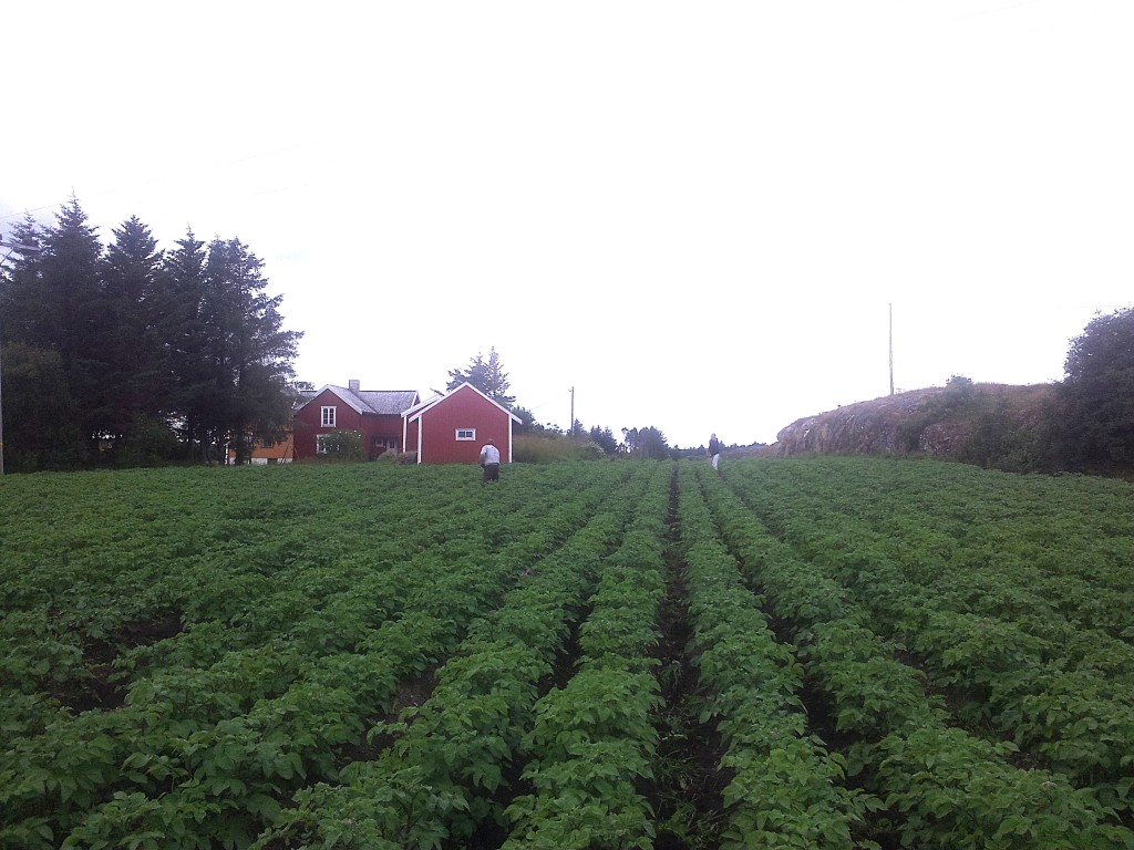 Vi dyrker poteter på Stølan. Vi har gode lagringskapasitet, og kan kjøpes i gartneriet nesten hele året
