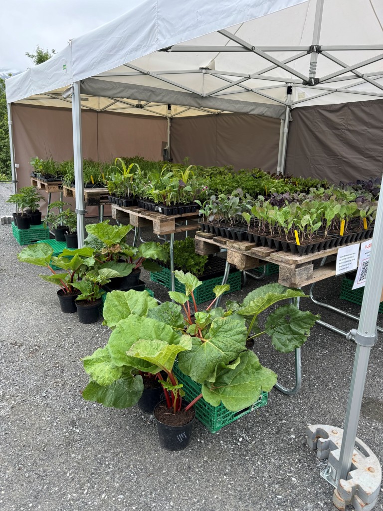 Sjølvbetjent utsal av økologiske oppalsplantar frå garden frå ca 15.april-15.juni