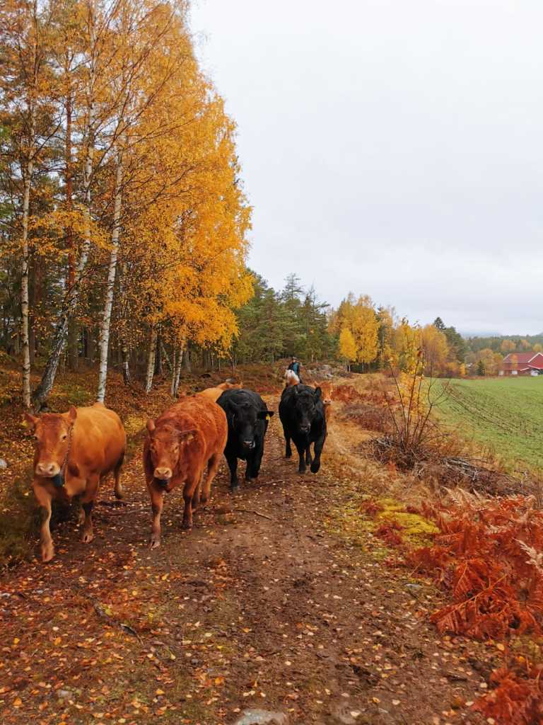 På vei hjem med Nofence kuene.