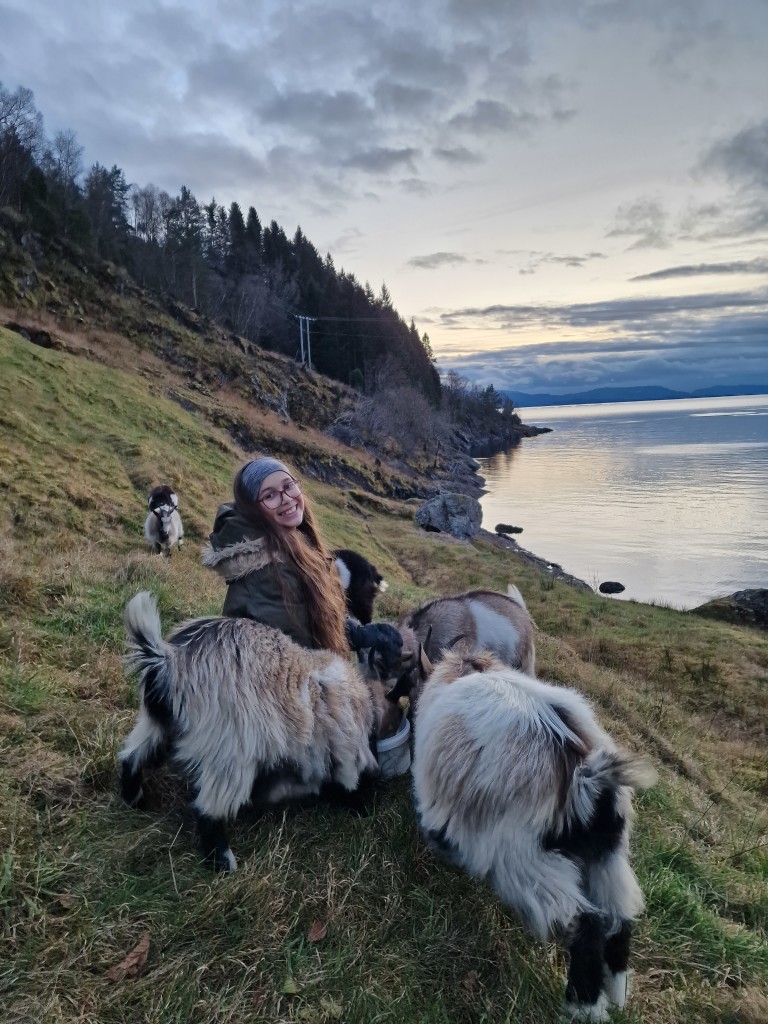 Kystgeitene våre likar godt valsa korn og kan gjerne bli litt rampete om ikkje dei får mat med ein gong.