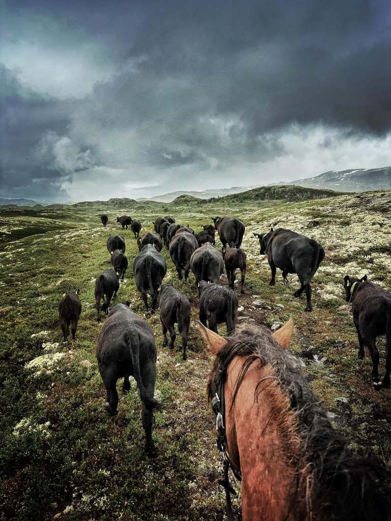 Buføring til hest en ekte cowboyweekend i Hallingdal