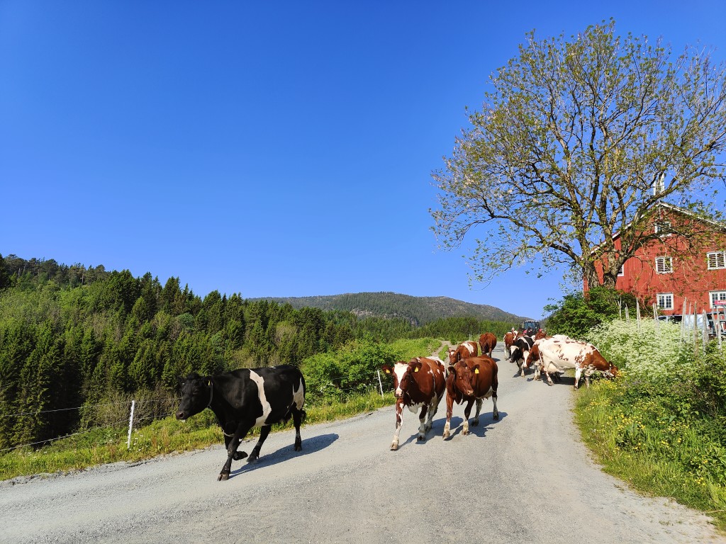 Vi har 16 voksne melkekyr og ca samme mengde ungdyr. Alle sammen skal selvfølgelig på beite.