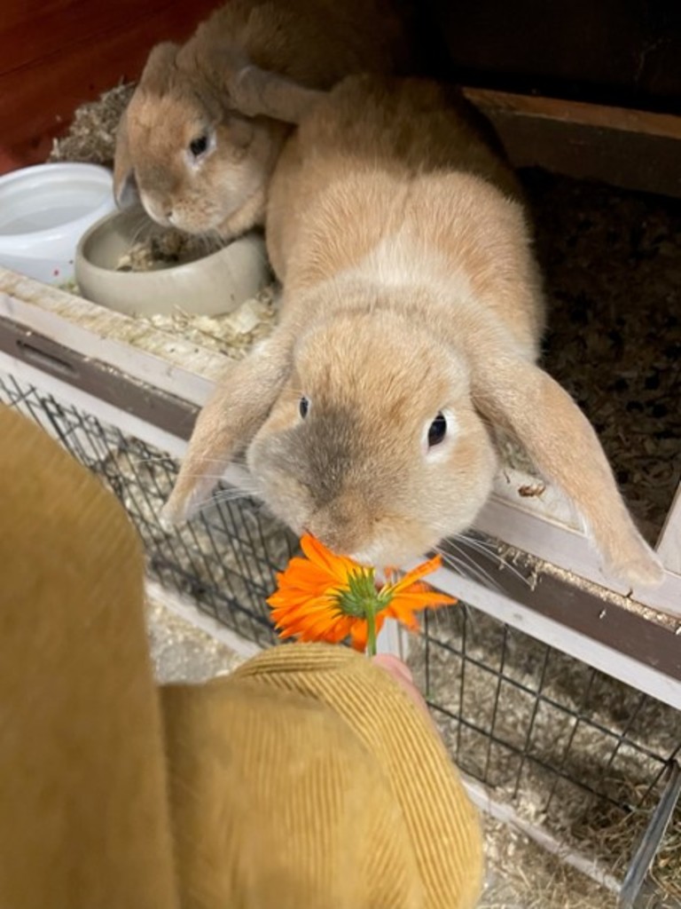 Inn på tunet opplevelser