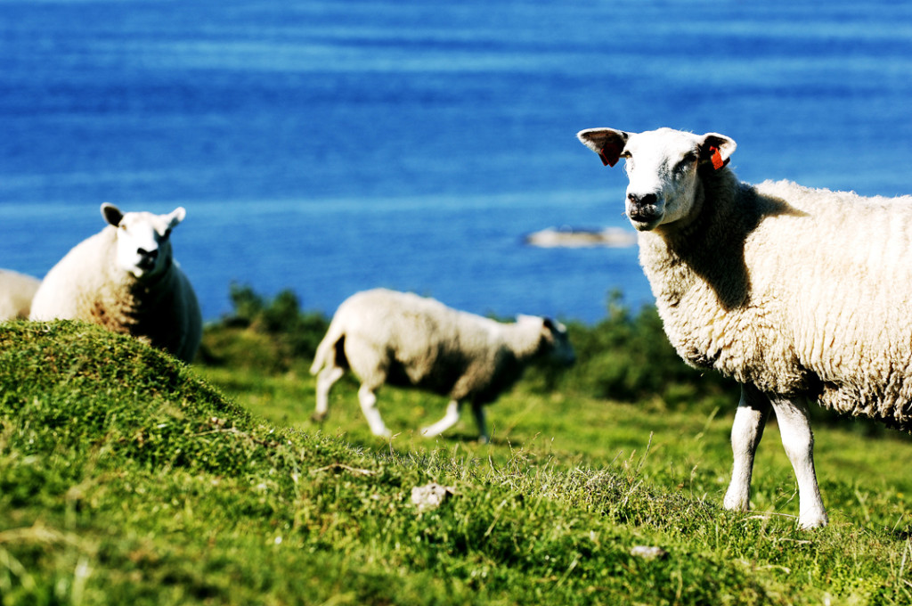 Hvor kommer den gode smaken fra? Her er noen av ingrediensene i lam fra Klostergarden:

Friskt grønt gras. Et frodig lettsaltet beite preget av nærheten til havet. Et åpent landskap og århundrer med rike mattradisjoner. Respekten for mennesker, dyr og miljø. Dette er ingrediensene i lam fra Klostergarden. Du vil garantert kjenne det på smaken!

Lammene beiter utelukkende ute, i det særegne kystlandskapet som preger områdene i tilknytning til Klostergarden. Dette sikrer god kontroll med dyrene hele året og gjør at vi kan dokumentere alle ledd i produksjonen.