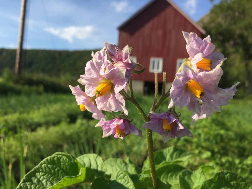 Poteten blomstrer i juli