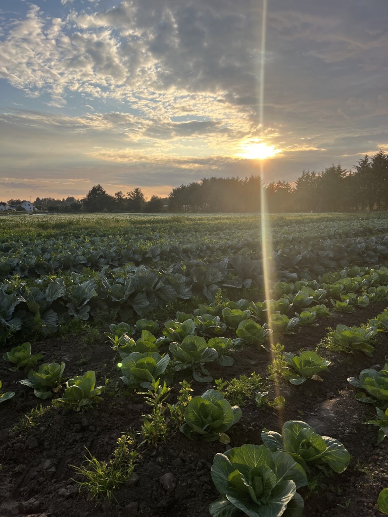 Vi blir aldri lei av grønnsakåkeren i solnedgang