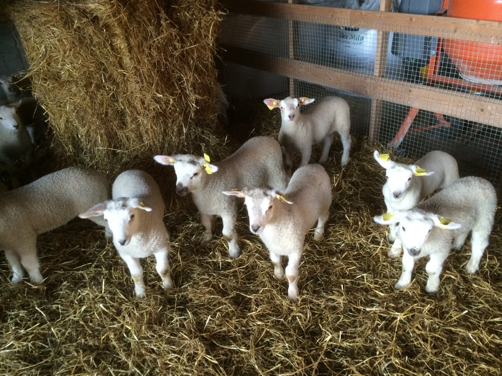 Lam tidlig om våren, i påvente av å kunne komme på beite