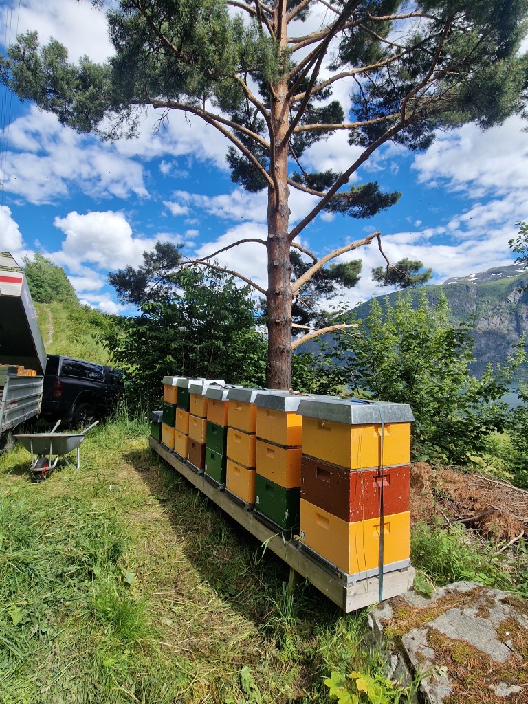 Ein sommardag i ein av bigardane våre (Linge, Fjord kommune)
