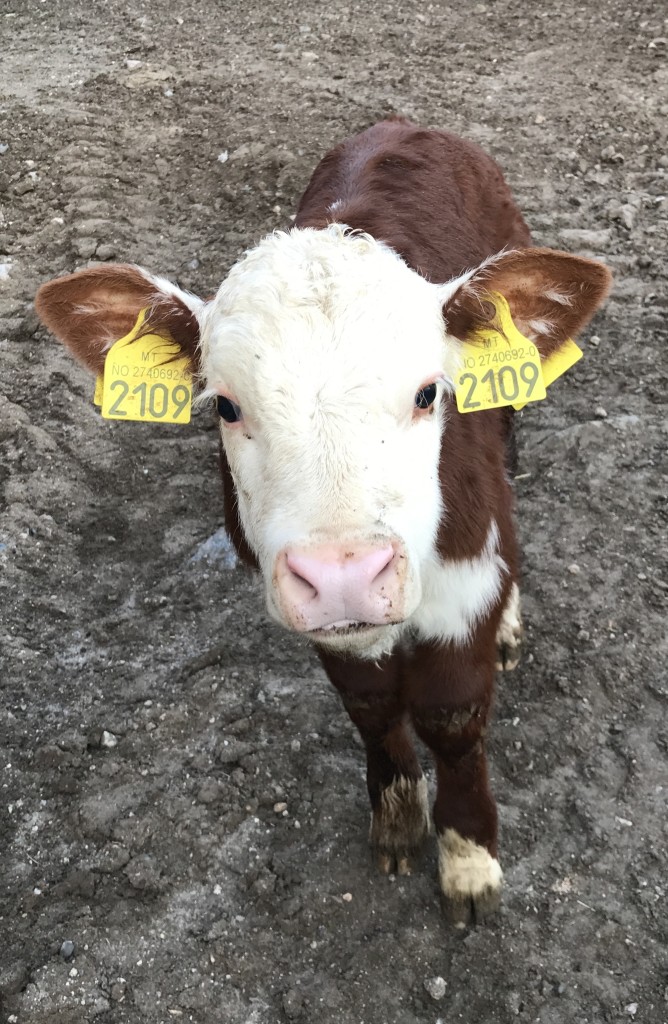 Hereford kalv som venter på å komme på beite tidlig i mai
