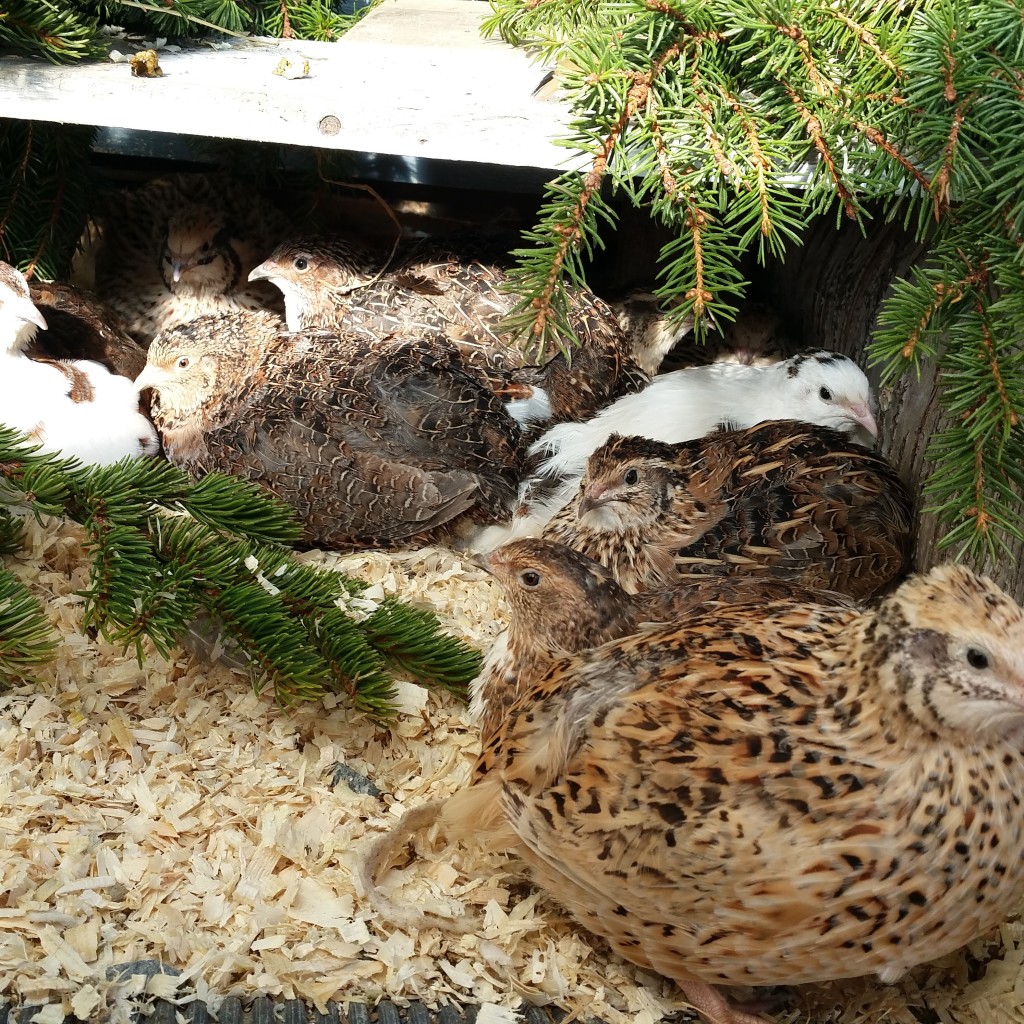 Våre nydelige vaktler, som gir deilige egg