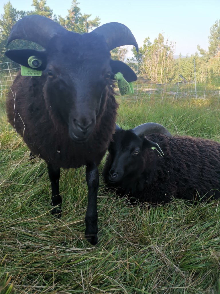 Sauer og lam på beite hele sommeren, Bolkesjø Gaard, Telemark