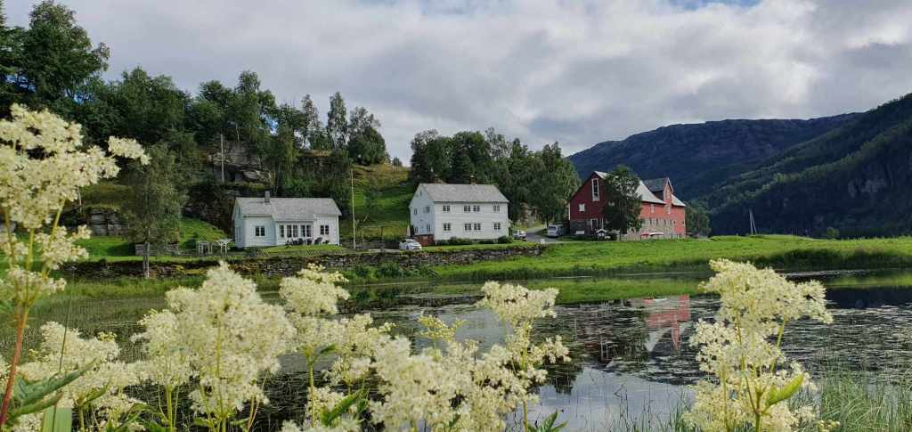 Mjødurt, plukka ved Vetletjønda, vert fin plantefarge