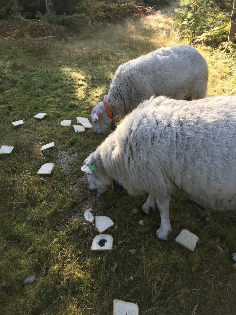 guttakrutt må også få litt ekstra innimellom :)