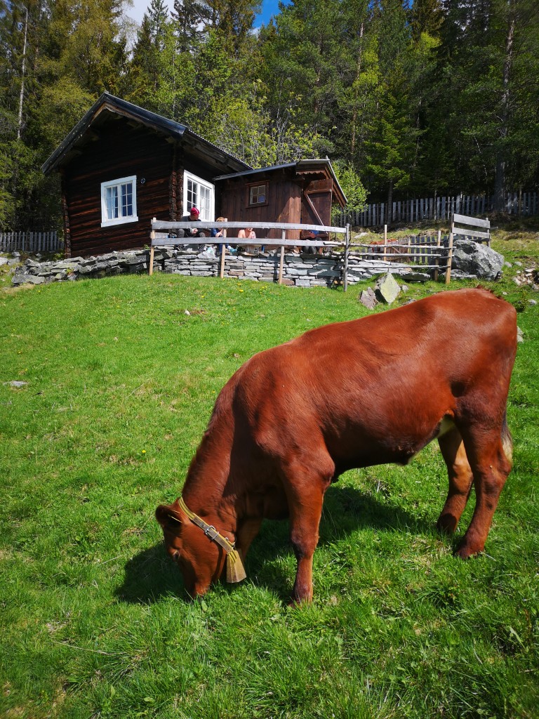 Herlaugstaul, husmannsplassen 4 soveplassar inne. peis, og svartomn til å lage mat.