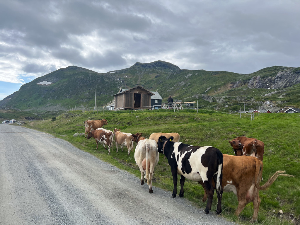 Kyra har nett kome heim til kveldsmjølking. I bakgrunnen bygger me tillitsbutikken kor du kan kjøpe produkta våre.