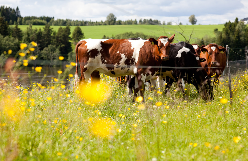 Kuene i blomsterenga