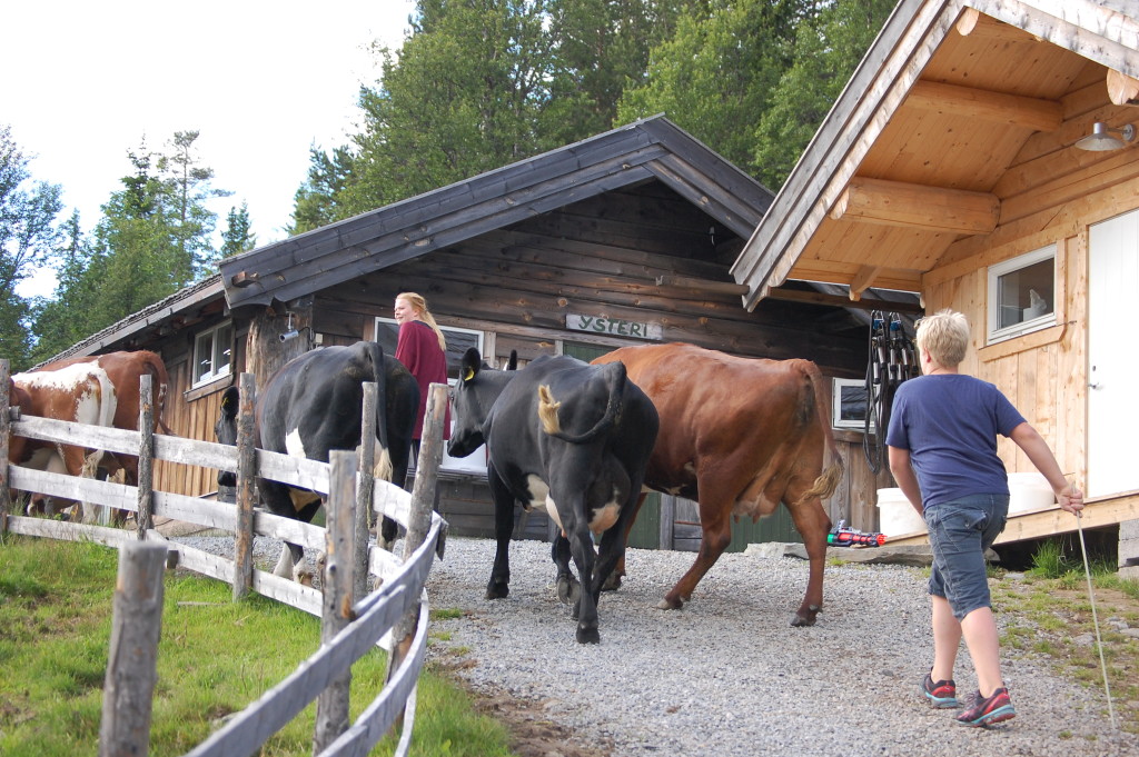 Her kan du bli med å hente kyrne og mjølke dei etterpå.