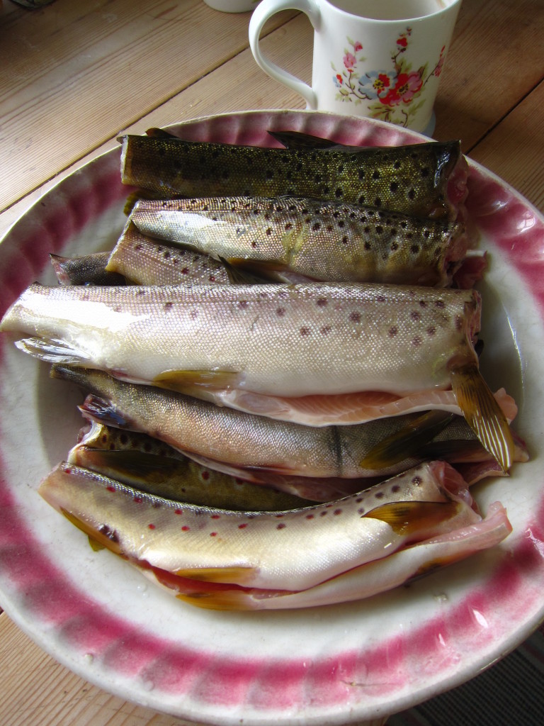 Fine aurar. Gjestar i Gripen kan låne fiskegarn og båt, og fiske sine eigne aurar og ei og anna røye.