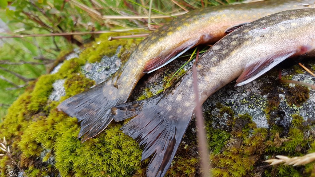 Ørrett fiske på Heddan Gjestegard