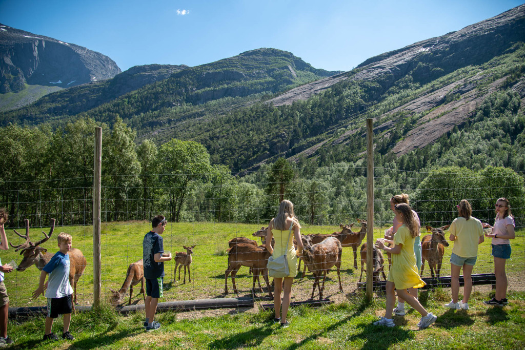 Hjortemating