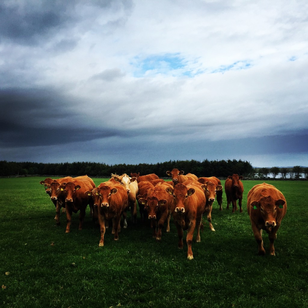 Vi fostrer frem storfe av rasen Limousin her på Klostergarden. Limousinrasen stammer fra Frankrike og avles frem på grunn av sine unike egenskaper med hensyn til kjøttproduksjon. Dette er ammekyr som går med kalv ute på beite i rundt seks måneder og så blir kalvene tatt inn for videre oppfôring på grovfôr og tilskudd. Når kalven blir tatt i fra går kyrne ute til de tas inn for slakt. Kjøtt av rasen Limousin har fin mørhet og marmorering, som som gir saftighet og god smak.