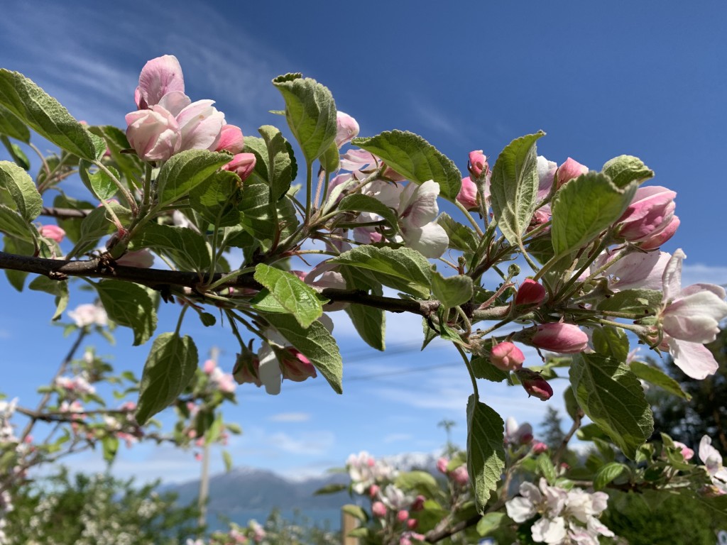 Blomstring i Hardanger