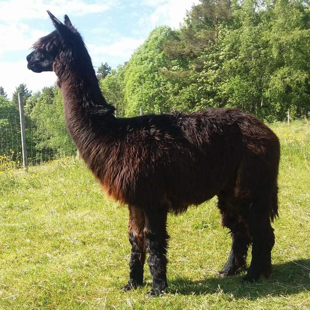 There are not that many Suri alpaca and we have the only 1  girl in Norway