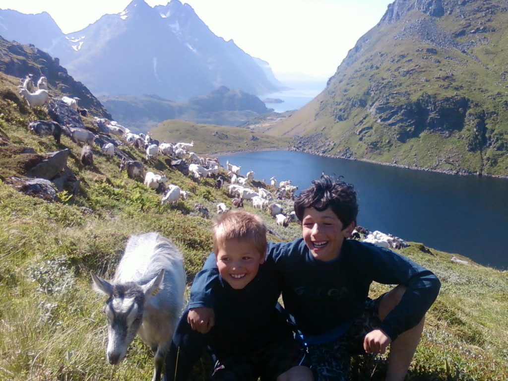 Geitene i sitt rette element på fjellet!