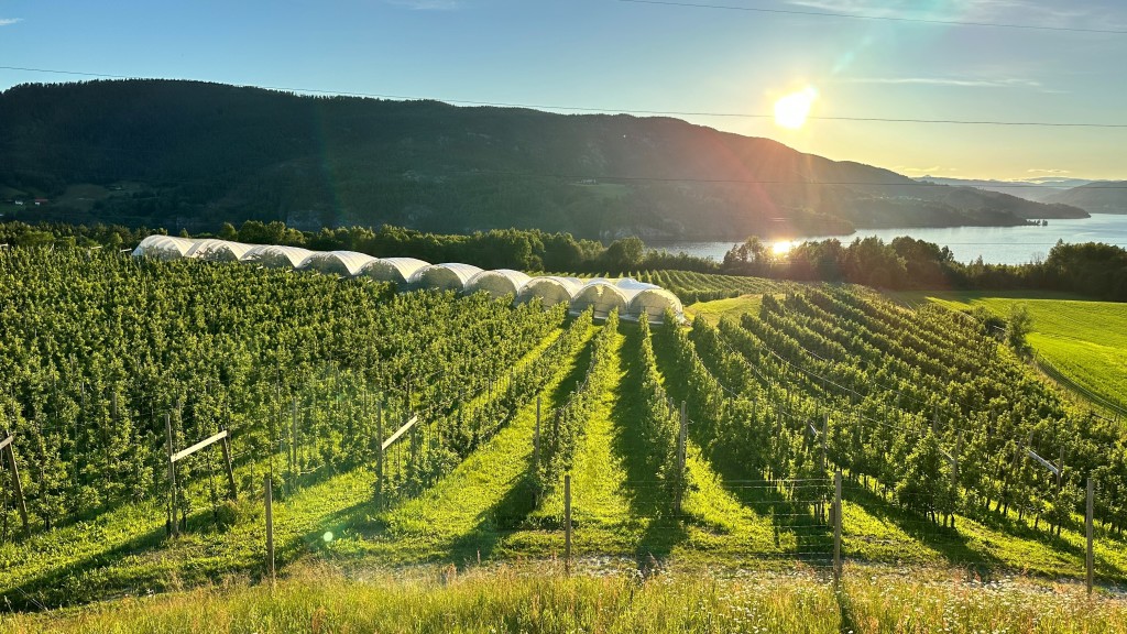 Eplehagen i solnedgang