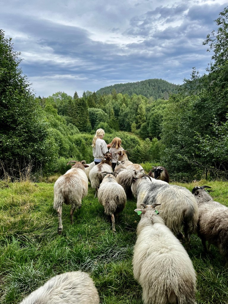 Velkommen til Småbruket Dolhus!