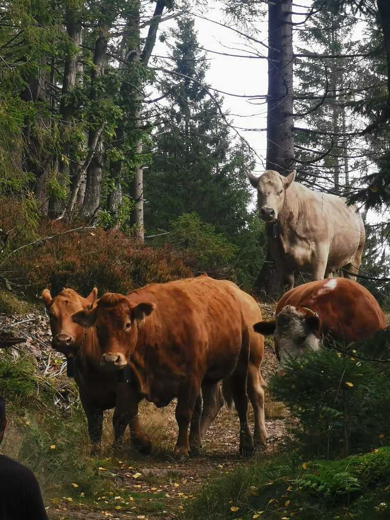 Beitetilsyn på kuene som går med Nofence