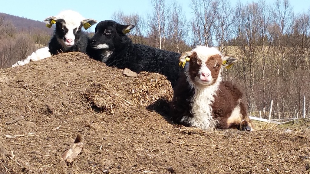 Lamming er alltid en slitsom, men vakker periode på året. Våre gammelnorske spælsauer er fantastiske mødre. Lammene blir trygge og ganske så sosiale. Vi nyter denne perioden :)