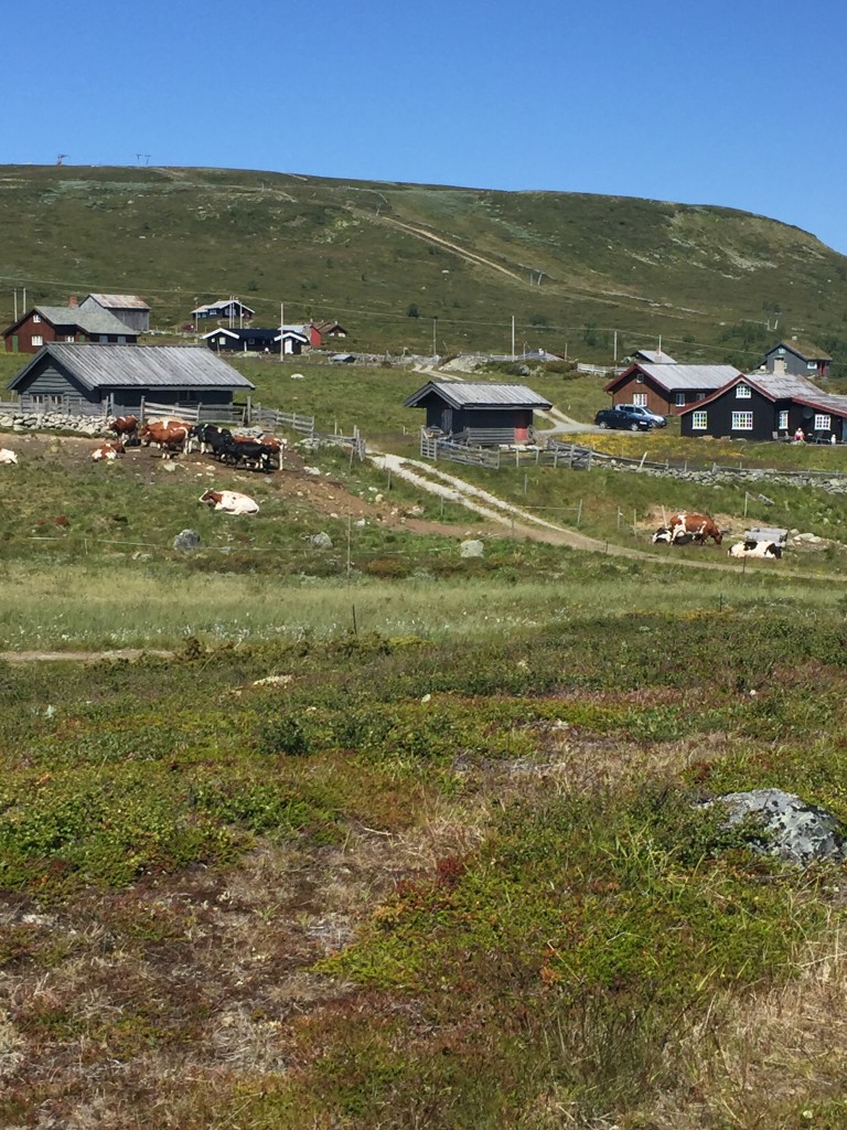 Stølsliv vår på Havsdalen. Her trives både folk og fe om sommeren.