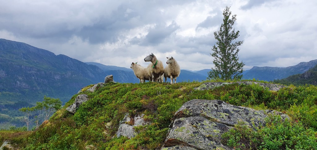 Ser heim frå Knosten, utkikkspunktet på Bergostølen