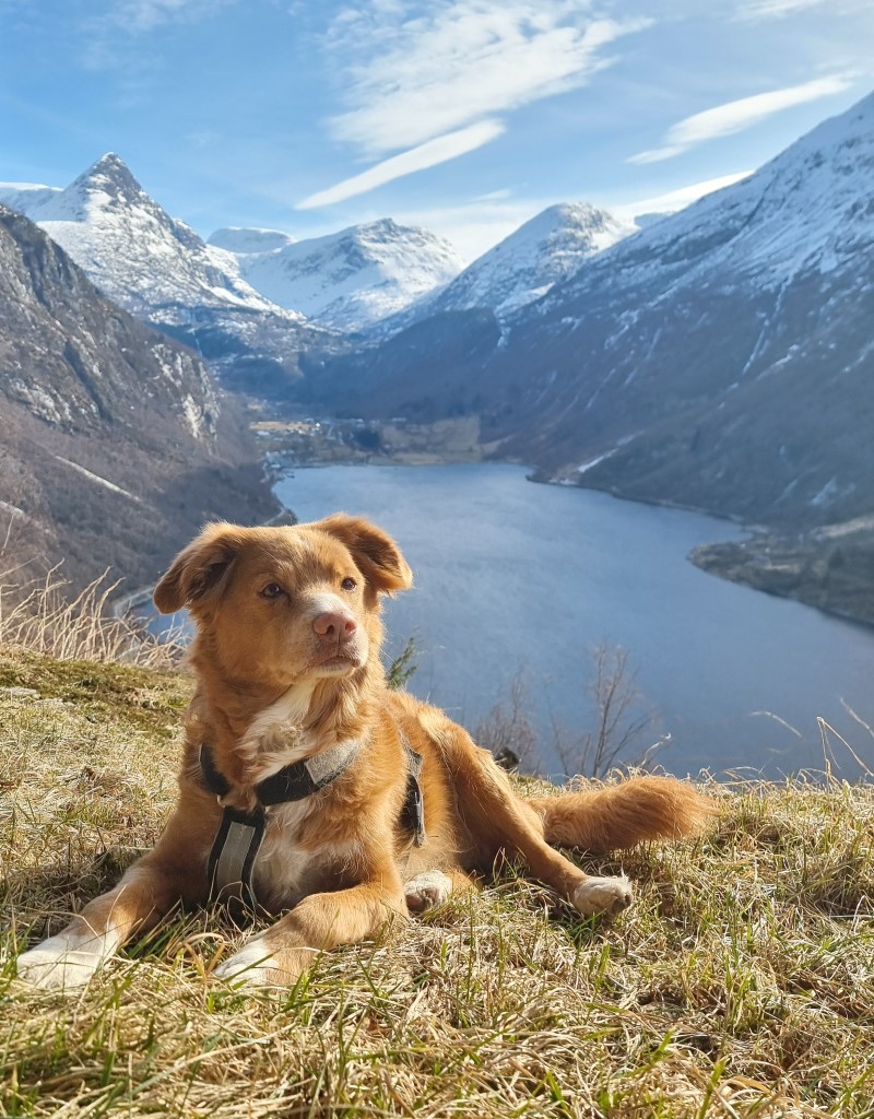 Geiranger og Geirangerfjord sett frå Ørnevegen.