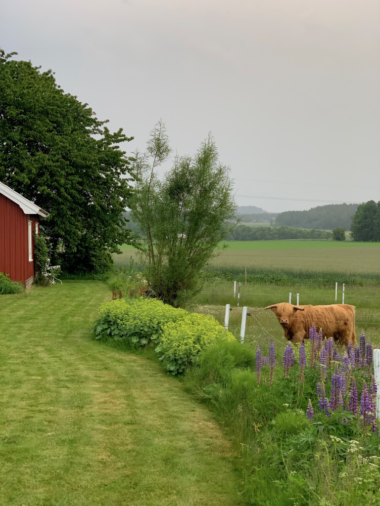 På nabogården skal du ikke se bort ifra at det dukker opp noen flotte dyr. Her er naturen og dyreliv tett på