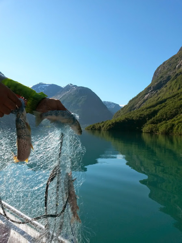 Garnfiske på Lovanet