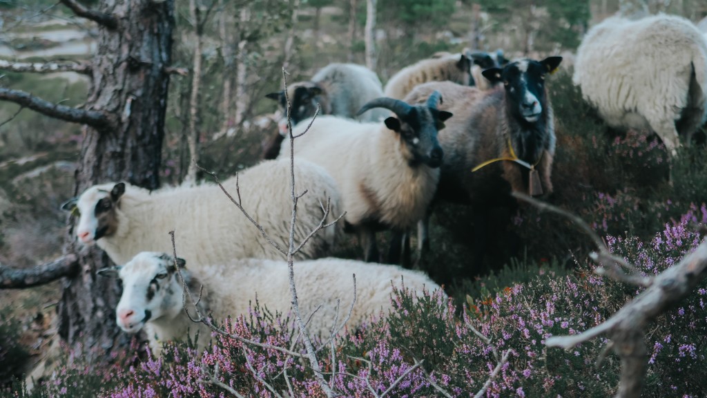 Villsauen Gammalnorsk sau er en robust og vakker sauerase.