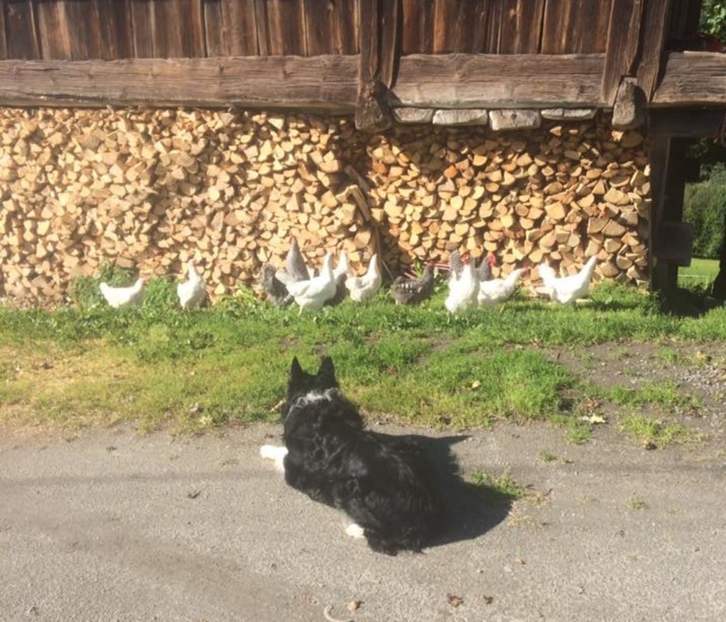 King passer på hønene!