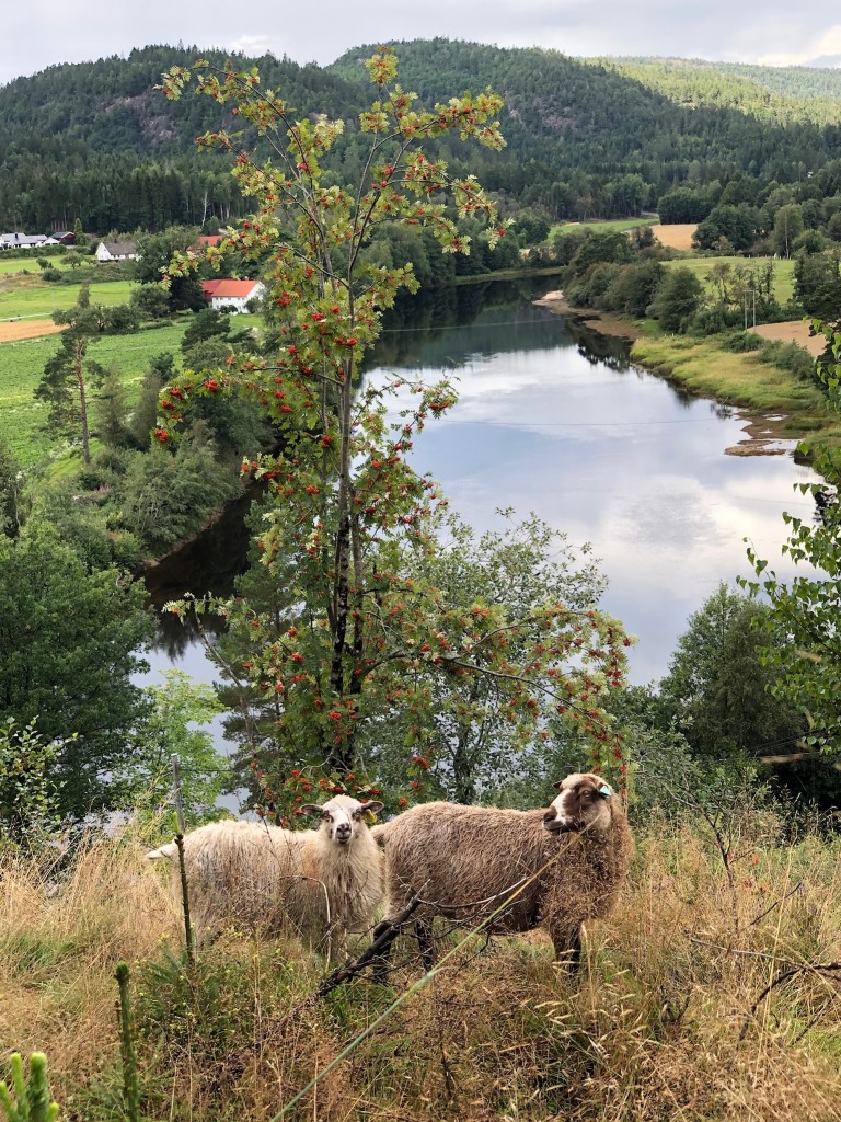 Vi har 14 villsauer som beiter i skogen rundt huset vårt i Birkenes