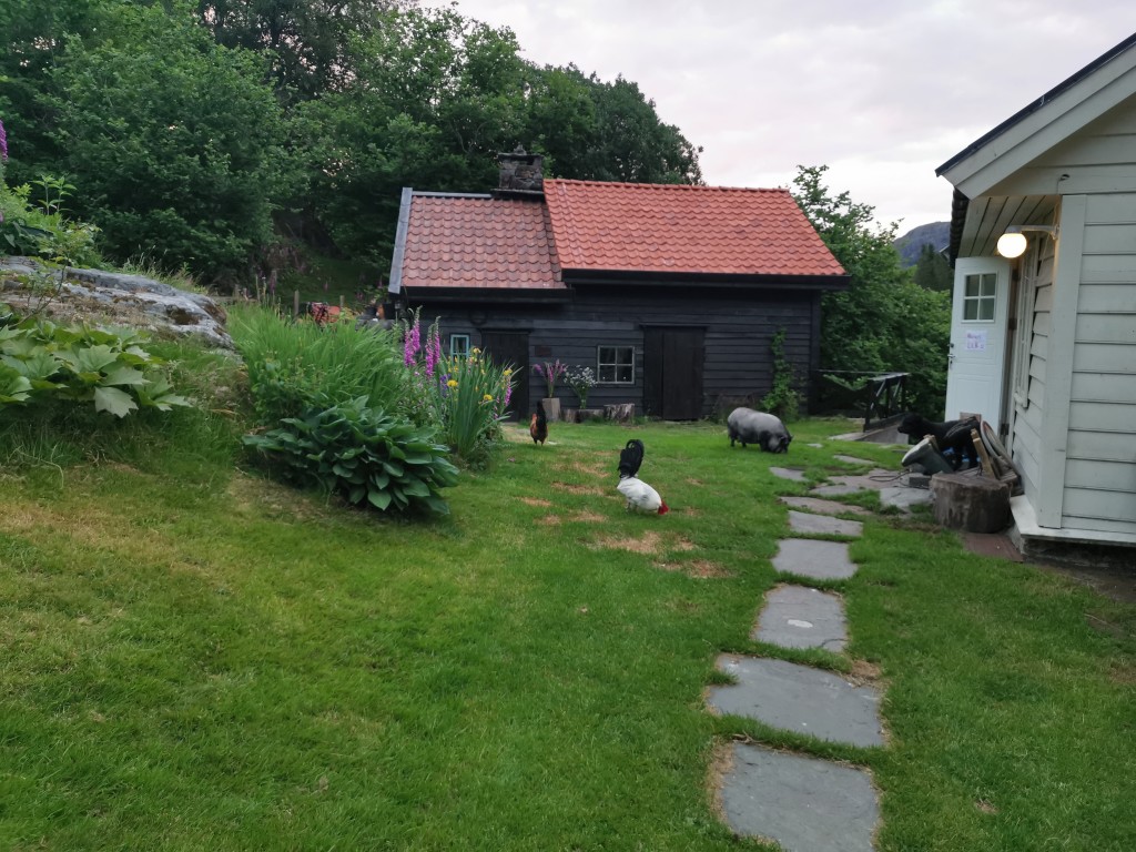 Nelly og hønene ruslar fritt ikring.
