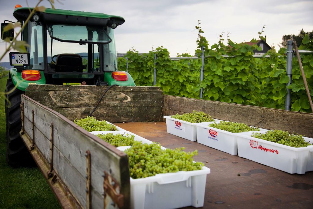 Arbeidshesten på Hebnes vingard