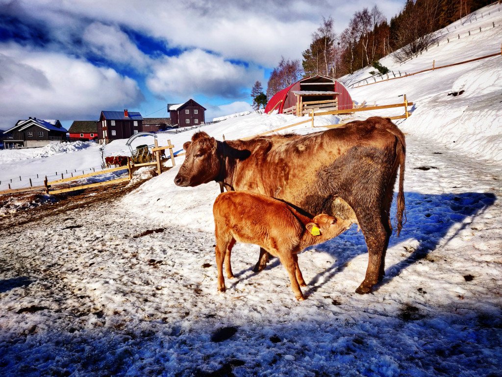 På Sygarden går kalvane saman med kyrne de første to månadane sån at de får dia og lære den naturlige adferden av de voksne kyrne. Det gir sterke og trygge kalver! Me brukar og mykje tid saman med kalvane og kyrne for å gjere de trygge med oss menneske.