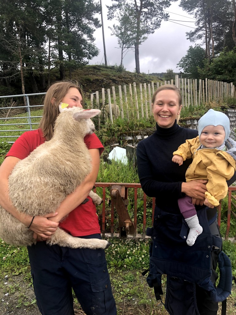 Gårdsbesøk - møte mellom kopplam og barn
