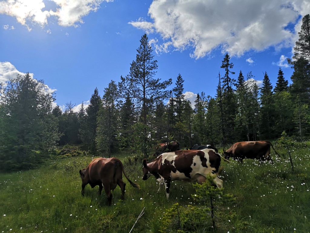 Hente kyr på utmarksbeite, fine turar