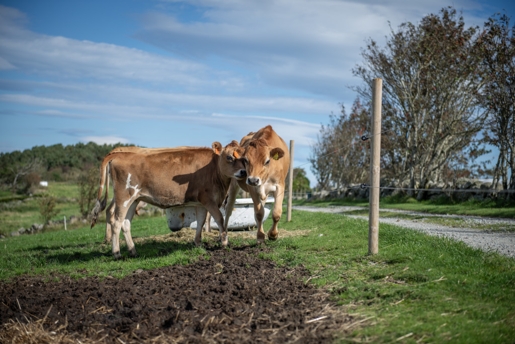 Tanya og Kathrine i sommervarmen.