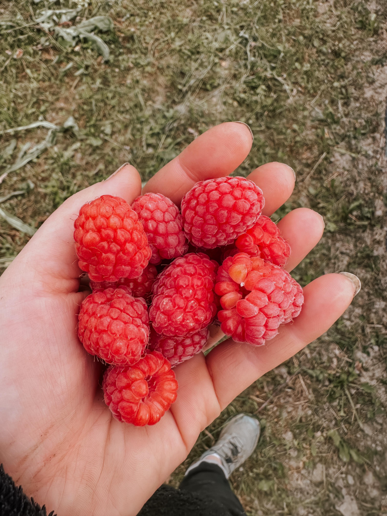 Vi dyrker bringebær helt naturlig, og i juli kan du selv plukke bær hos oss!