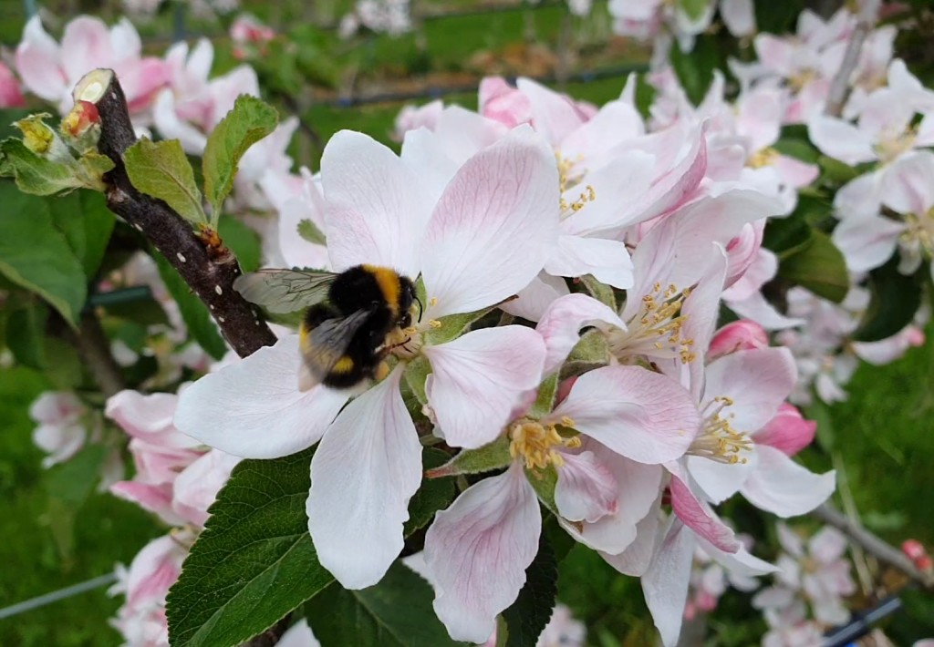 Blomstringa