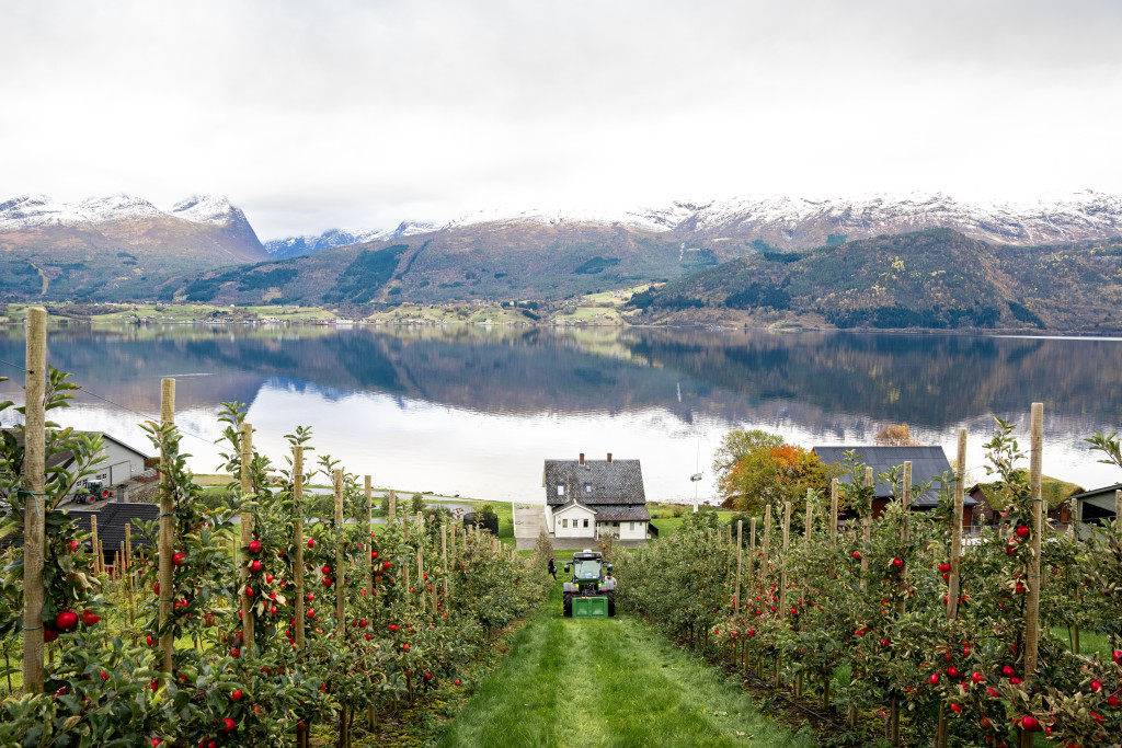 Fruktgarden på Tystad.